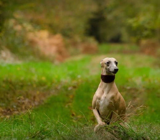 Just a lovely girl (jalousie) du zephir de bizance